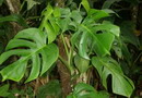 Ceriman, Swiss Cheese Plant (or just Cheese Plant), Fruit Salad Plant, Monster fruit, Monsterio Deli